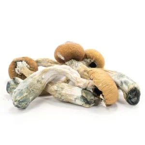 Buy Penis Envy Mushrooms