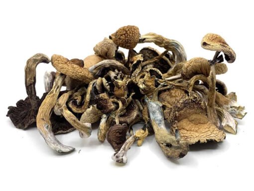 Golden Teacher Magic Mushrooms