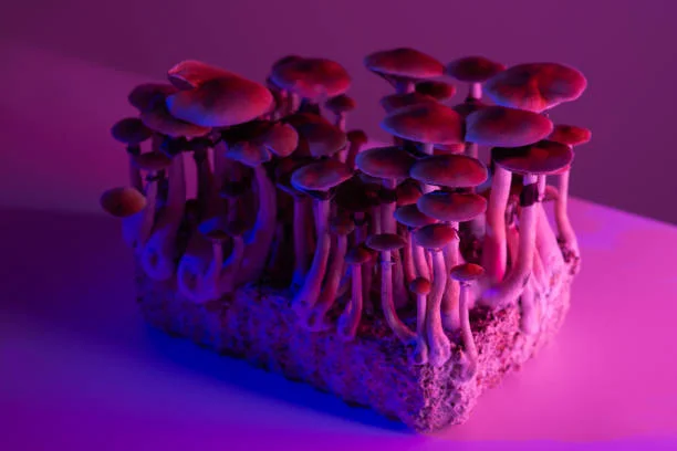 How Psilocybin is Changing Mental Health Treatment in the UK