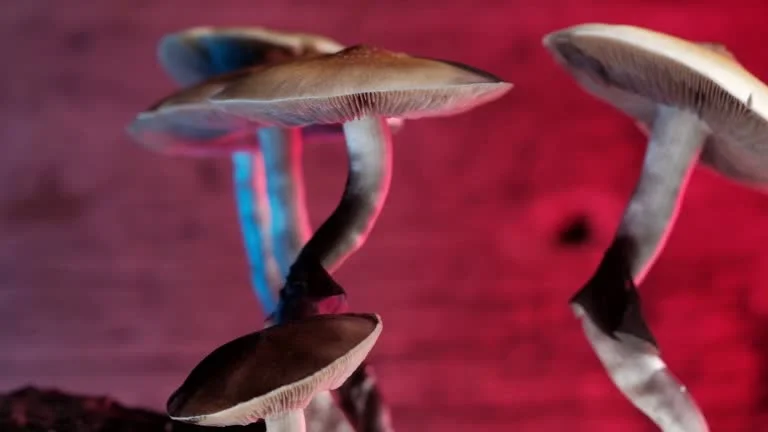 Psychedelics vs. Pharmaceuticals: Which is the Future of UK Mental Health?